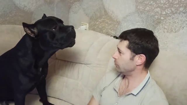 Беседа с Кане Корсо