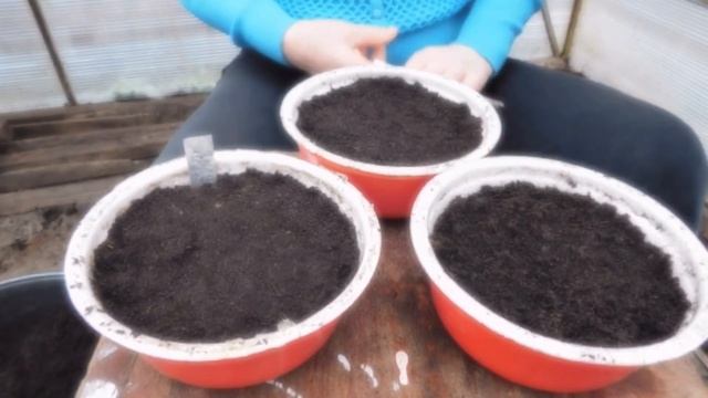 Посев пряных трав на рассаду Майоран Мята Душица Иссоп Эстрагон Тимьян Милисса Лук порей смотреть онлайн