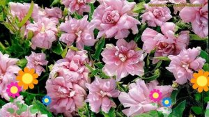 Калистегия амурская, плющелистная Флор Плено. Краткий обзор calystegia hederacea Flore Pleno
