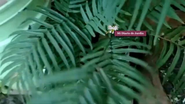 Helecho Culantrillo, Adiantum capillus veneris, cuidados especiales, mi diario de jardin. смотреть онлайн