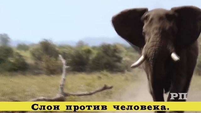 Питон был практически обречён #не смотреть онлайн
