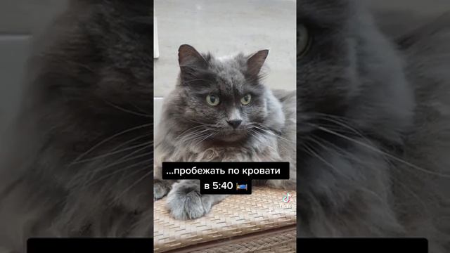 Какие беспокойства есть у кота?! смотреть онлайн