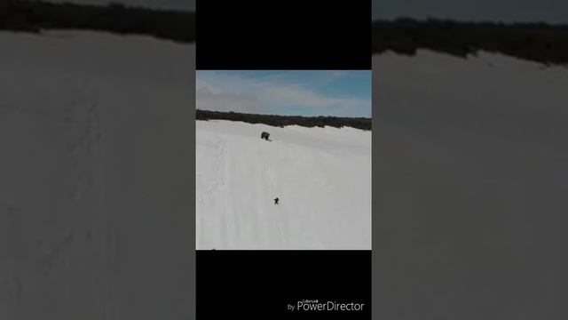 Как живут медведи смотреть онлайн