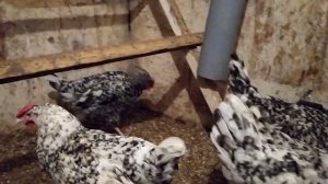 Московская черная и Пушкинская породы кур