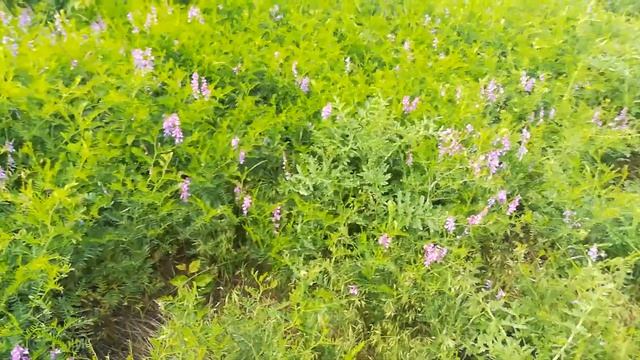 Вика кормовая смотреть онлайн