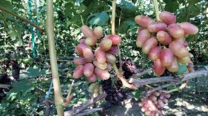 ВИНОГРАД СЕЛЕКЦИИ БУРДАКА А.В.- КНЯЗЬ ВОРОНЦОВ.