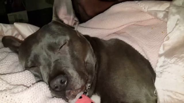Pitbull in a Blanket too cute! Bhunie!! смотреть онлайн