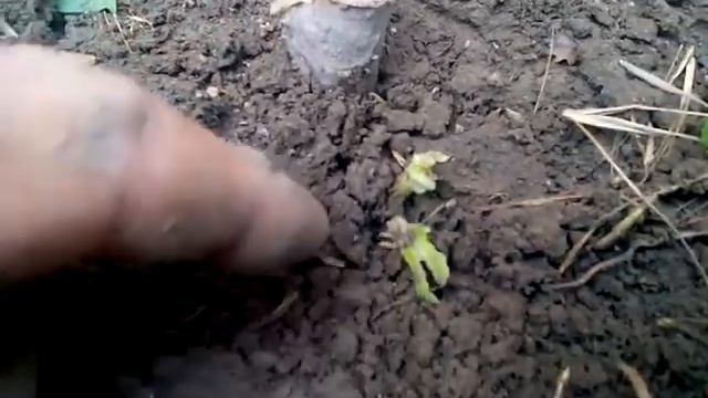 Простой способ вырастить инжир. Чудеса у наших ног!) смотреть онлайн