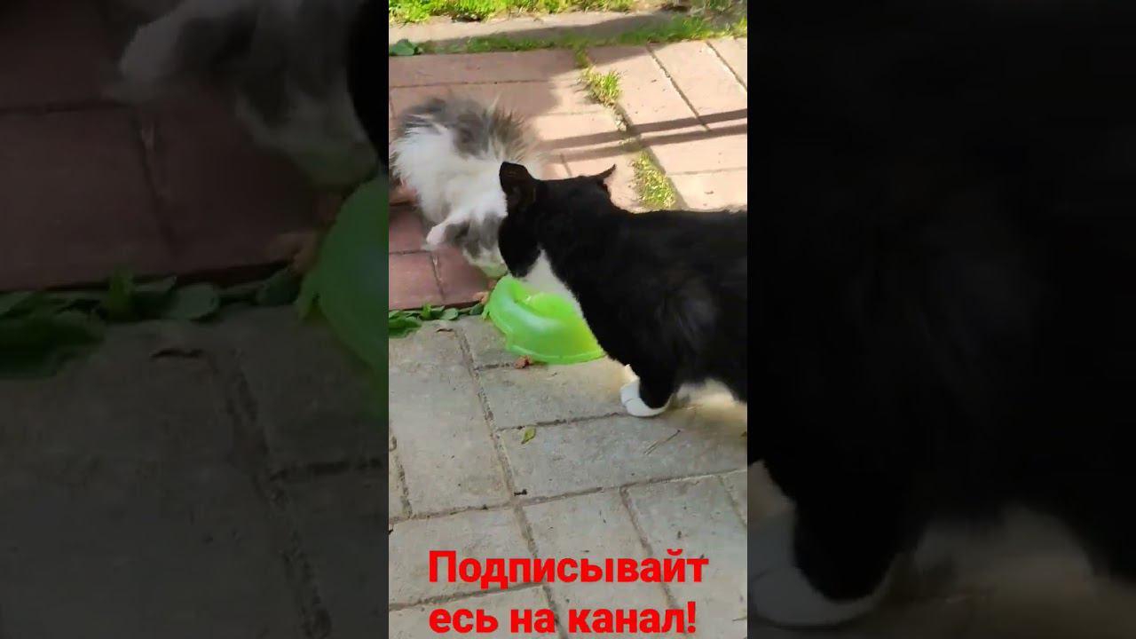 Котëнок и Белая лапка кушают! смотреть онлайн