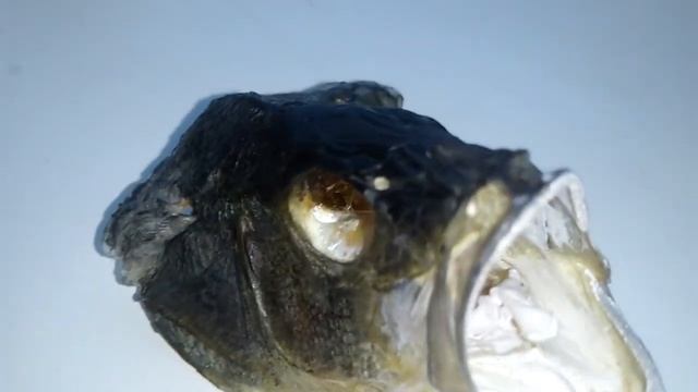 ЧУЧЕЛО ИЗ ГОЛОВЫ ОКУНЯ СВОИМИ РУКАМИ ! смотреть онлайн