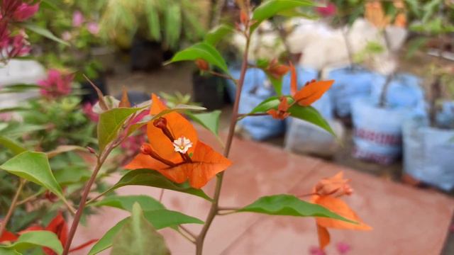 Bougainvillea Rubi,Fire opal & Flame| Episode 3 смотреть онлайн