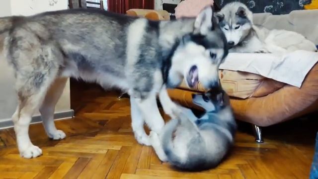 ЖМИ! МАКСИМАЛЬНО МИЛО! собаки хаски и маламуты в ритме сна и схватки