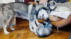 ЖМИ! МАКСИМАЛЬНО МИЛО! собаки хаски и маламуты в ритме сна и схватки