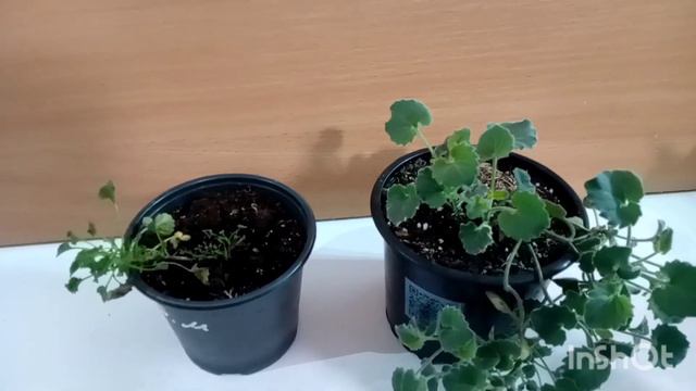 💞КАМПАНУЛА 💞Сюрприз-радость-разочарование. смотреть онлайн