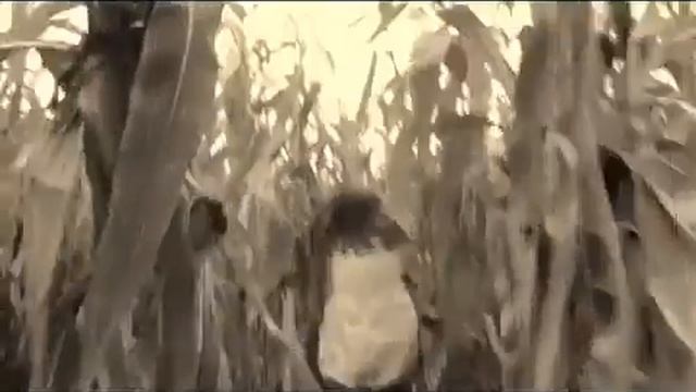 Музыка Тили тили бом закрой глаза скорее ??? смотреть онлайн