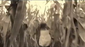 Музыка Тили тили бом закрой глаза скорее  ???