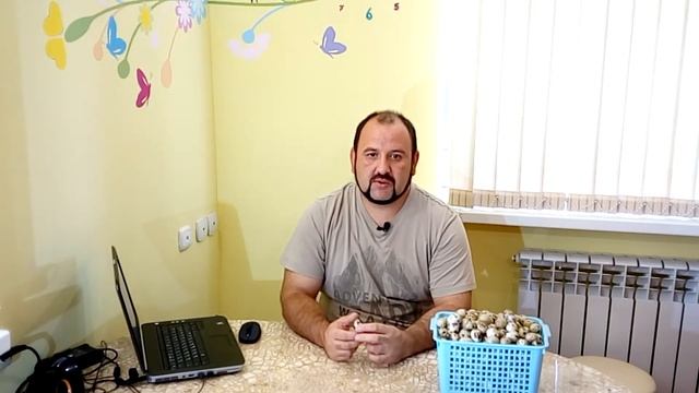 Перепелиные яйца, занимательная мифология смотреть онлайн