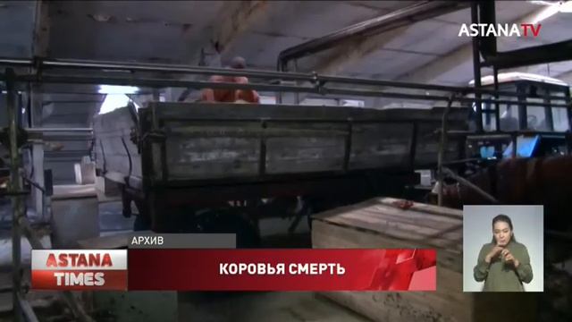 Падеж скота в СКО: ветеринары назвали причину смотреть онлайн