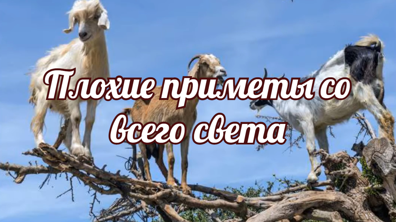 Плохие приметы со всего света. Верить в приметы или зря терять силы и время. смотреть онлайн