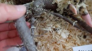 Посылка с розовыми пионами от А.Жукова к открытию  сибирского дачного сезона.28 апреля 2023г.