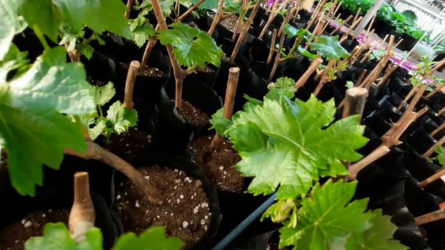 ТРИПС на саженцах винограда. смотреть онлайн