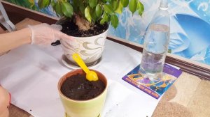 Пересаживаем яблоню. Яблоня. Посадили косточку из яблока.