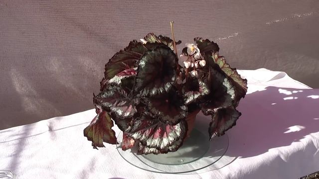 Бегония DS-Рождение Огня смотреть онлайн