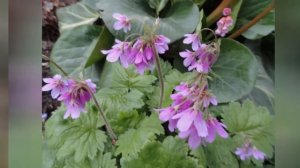 КОРТУЗА  (CORTUSA)  Сем. Первоцветные