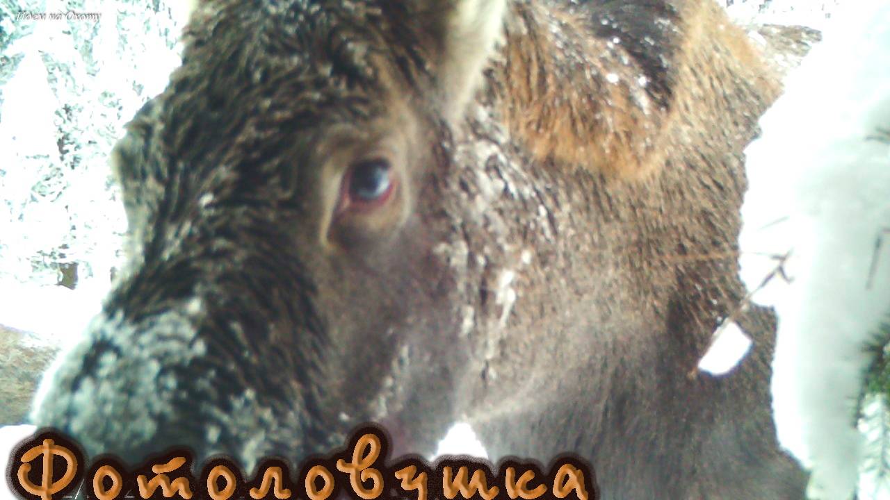 Лоси днем на солонце. Хорошие кадры с фотоловушки. смотреть онлайн