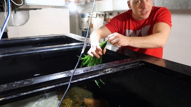 LAST GOLDFISH AQUARIUM UPDATE! смотреть онлайн