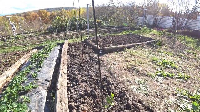Посадка малины без шпалеры. Краснодарский край. смотреть онлайн