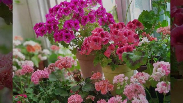2019년 5월 17일 Pelargoniums 제라늄꽃밭