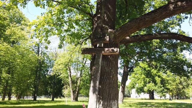 Парки Пушкина и наш поселок с высоты смотреть онлайн