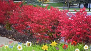 Бересклет крылатый ? Обзор: посадка и уход. крупномеры бересклета : описание и особенности