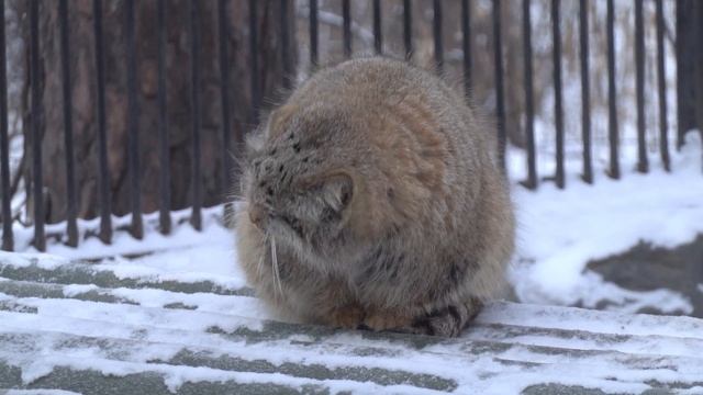 Котенок манулов. 09.12.2022 смотреть онлайн