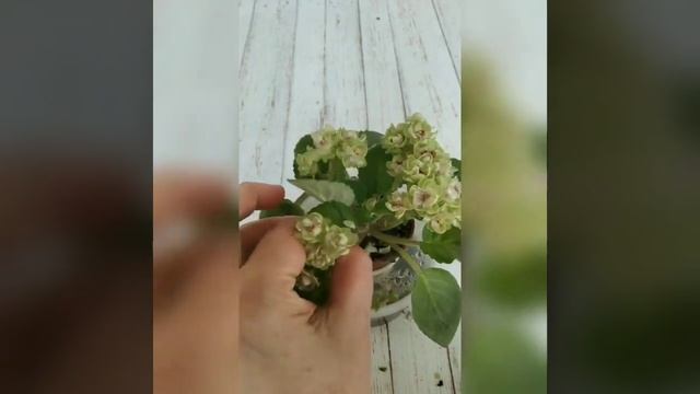 Решила причесать фиалку.... смотреть онлайн