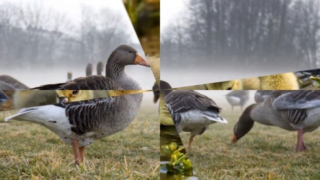 Разведение гусей как бизнес идея с минимальными вложениями смотреть онлайн