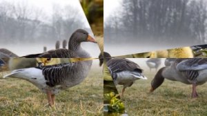 Разведение гусей как бизнес идея с минимальными вложениями