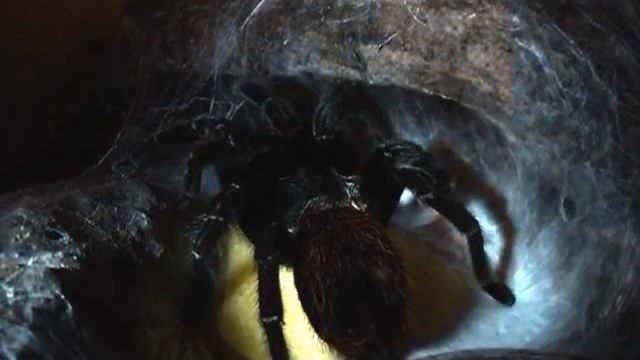 паук птицеед, самка откладывает яйца смотреть онлайн