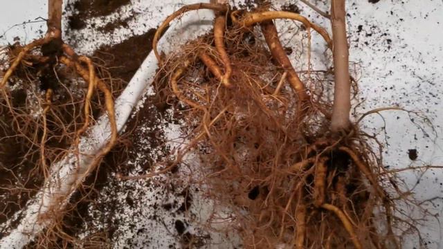 12 - Ficus Benjamina (Big Ben) Part 1 - Dealing With Fungus Gnats смотреть онлайн
