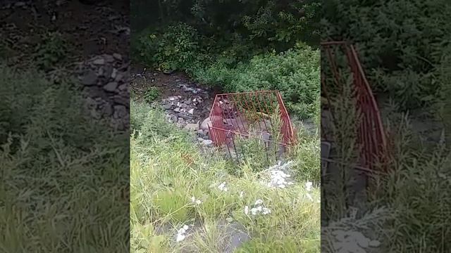 Разбазаривание ресурсов в Петропавловске-Камчатском: нет у города "хозяина", Ч. 2. Три недели спуст смотреть онлайн