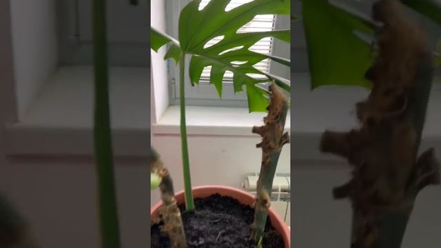 Как спасти МОНСТЕРУ. Размножение Монстеры черенками, листьями. Монстера особенности ухода. смотреть онлайн
