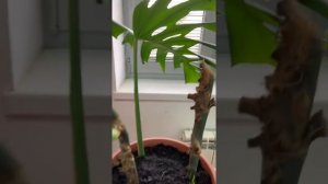 Как спасти МОНСТЕРУ. Размножение Монстеры черенками, листьями. Монстера особенности ухода.