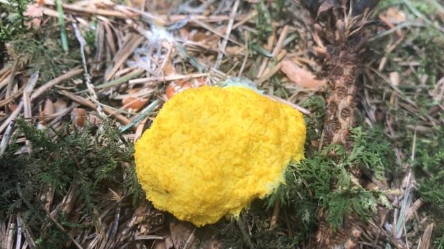 Hexenbutter, Gelbe Lohblüte | Fuligo Septica | pilzwelten.de смотреть онлайн