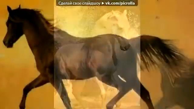 Фотки лошадей под музыку смотреть онлайн