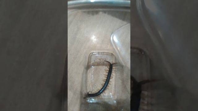 Сколопендра против мухоловки смотреть онлайн