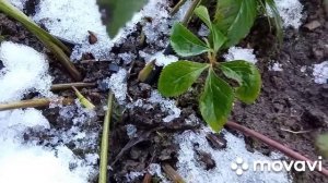 Когда начинает цвести морозник  ,как уходит в зиму !!