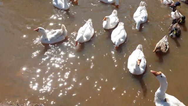 Рутения , Гуси , гуси напали , прогулка с гуся гусями , гуси лебеди , природа , класс