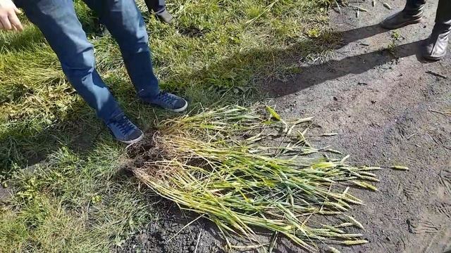 Расчет биологической урожайности оз.пшеницы Скипетр в КФХ Хамзина смотреть онлайн