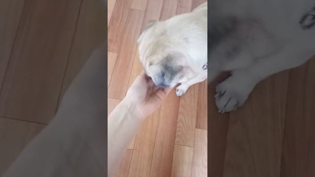 как собаку приучить глотать таблетки？ смотреть онлайн